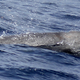 During observations, this lone beaked whale was spotted near a group of orcas, and a chase ensued. (Image: Rebecca Wellard et al., 2016/PLOS One)